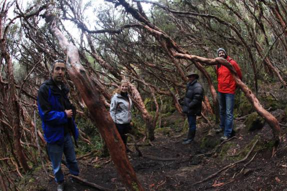 Um bosque aos 4 mil metros de altitude, no Parque Nacional Cajas, na região de Cuenca, no Equador